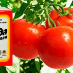 Весной покупаю сразу 10 пачек соды — и хватает их всего на пару дней: рассказываю, как использую соду на огороде