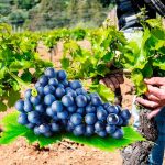 ΠΠ΅ΡΠ²Π°Ρ ΠΏΠΎΠ΄ΠΊΠΎΡΠΌΠΊΠ° Π²ΠΈΠ½ΠΎΠ³ΡΠ°Π΄Π° Π²Π΅ΡΠ½ΠΎΠΉ: ΠΊΠ°ΠΊΠΈΠ΅ ΡΠ΄ΠΎΠ±ΡΠ΅Π½ΠΈΡ Π²Π½ΠΎΡΠΈΡΡ ΠΈ ΠΊΠ°ΠΊ ΠΏΡΠ°Π²ΠΈΠ»ΡΠ½ΠΎ ΡΡΠΎ ΡΠ΄Π΅Π»Π°ΡΡ 16 ΠΠ΅ΡΠ²Π°Ρ ΠΏΠΎΠ΄ΠΊΠΎΡΠΌΠΊΠ° Π²ΠΈΠ½ΠΎΠ³ΡΠ°Π΄Π° Π²Π΅ΡΠ½ΠΎΠΉ: ΠΊΠ°ΠΊΠΈΠ΅ ΡΠ΄ΠΎΠ±ΡΠ΅Π½ΠΈΡ Π²Π½ΠΎΡΠΈΡΡ ΠΈ ΠΊΠ°ΠΊ ΠΏΡΠ°Π²ΠΈΠ»ΡΠ½ΠΎ ΡΡΠΎ ΡΠ΄Π΅Π»Π°ΡΡ