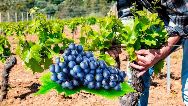 Первая подкормка винограда весной: какие удобрения вносить и как правильно это сделать