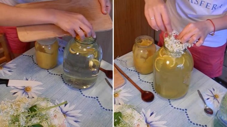 Домашний лимонад из цветков бузины — натуральное освежение с ароматом лета