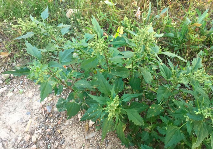 Открытие пользы марь белая (Chenopodium album) для здоровья