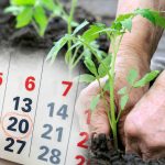 Посевной календарь на май: какие дни выбрать для обильного урожая?