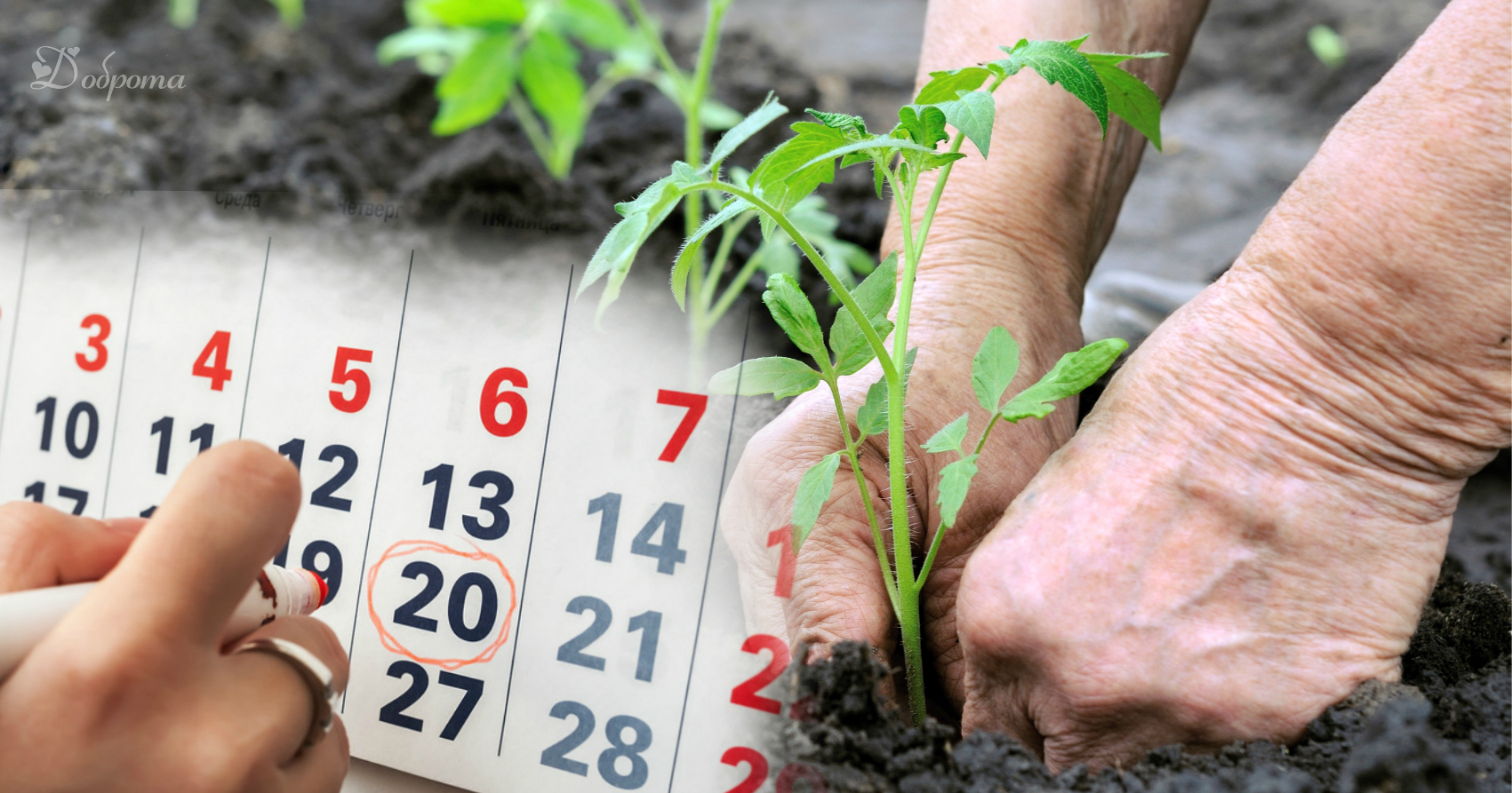 Посевной календарь на май: какие дни выбрать для обильного урожая?