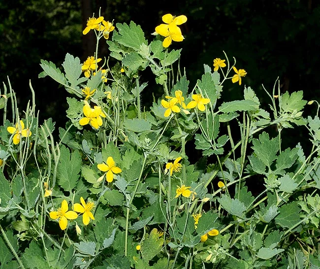 Chelidonium majus L. — Большой чистотел: польза, применение и меры предосторожности