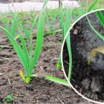 Первая подкормка чеснока весной: чем, когда и как правильно удобрять🧄 15 ioooiiooioio