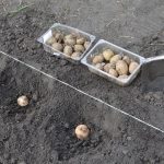 Когда сажать картофель в 2025 году, чтобы получить большой урожай?
