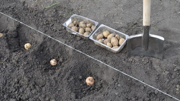 Когда сажать картофель в 2025 году, чтобы получить большой урожай?