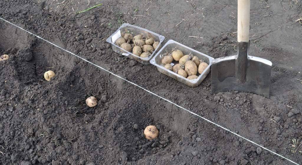 Когда сажать картофель в 2025 году, чтобы получить большой урожай?