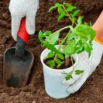 Лучшее удобрение для лунок перед посадкой томатов 12 Лучшее удобрение для лунок перед посадкой томатов