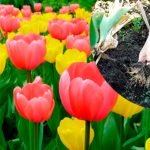 Не пропустите главный этап после цветения тюльпанов — иначе рискуете остаться без цветов в следующем году 19 Не пропустите главный этап после цветения тюльпанов — иначе рискуете остаться без цветов в следующем году