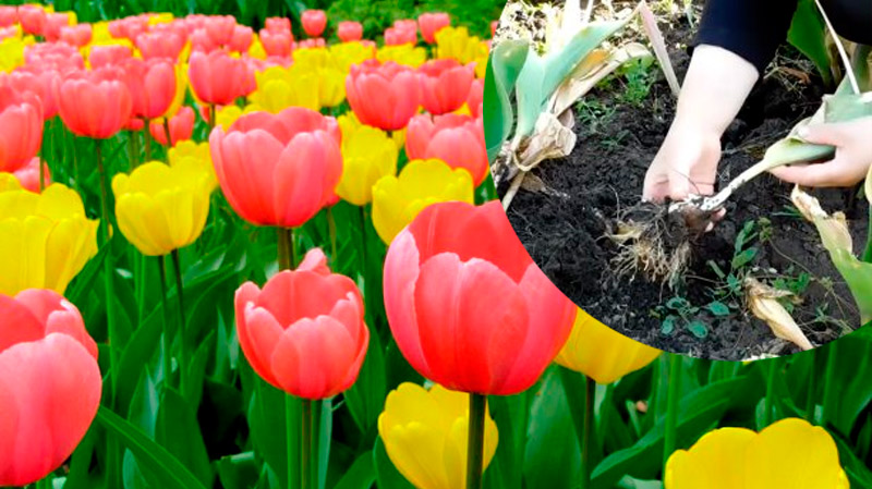 Не пропустите главный этап после цветения тюльпанов — иначе рискуете остаться без цветов в следующем году