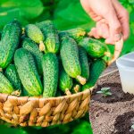 Как часто и чем поливать огурцы, чтобы урожай радовал с лихвой 13 Как часто и чем поливать огурцы, чтобы урожай радовал с лихвой