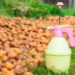 Как правильно применять золу при посадке картофеля, чтобы получить богатый урожай 12 Как правильно применять золу при посадке картофеля, чтобы получить богатый урожай