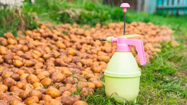 Как правильно применять золу при посадке картофеля, чтобы получить богатый урожай