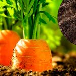 Когда лучше сажать морковь в апреле, чтобы собрать богатый урожай 13 Когда лучше сажать морковь в апреле, чтобы собрать богатый урожай