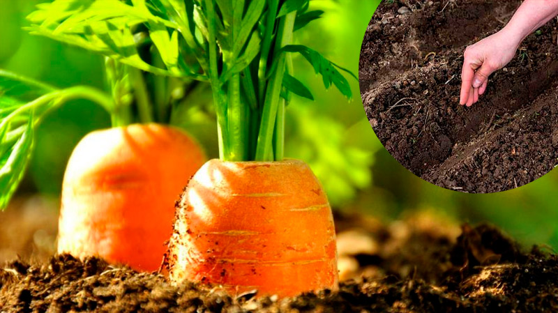 Когда лучше сажать морковь в апреле, чтобы собрать богатый урожай