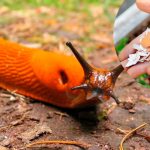 Как избавиться от слизней на огороде: простые и эффективные способы 13 Как избавиться от слизней на огороде: простые и эффективные способы