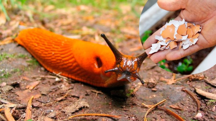 Как избавиться от слизней на огороде: простые и эффективные способы