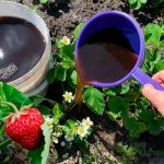Мощная подкормка клубники во время цветения: завязей будет много!