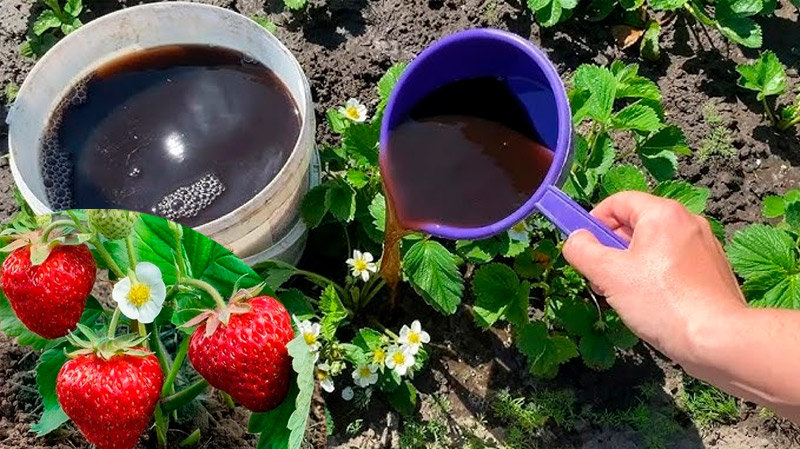 Мощная подкормка клубники во время цветения: завязей будет много!