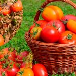 Как уберечь помидоры от фитофторы без химии: натуральное средство 12 Как уберечь помидоры от фитофторы без химии: натуральное средство