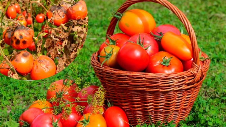 Как уберечь помидоры от фитофторы без химии: натуральное средство