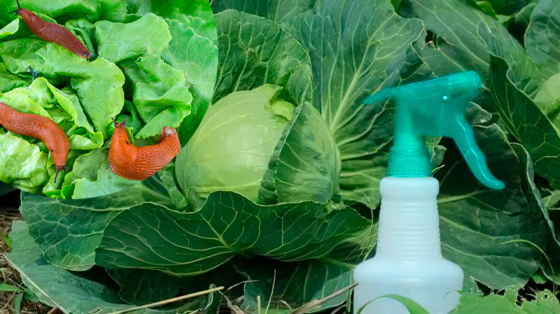 1 ложка — и слизни с гусеницами разбегутся от капусты в разные стороны!