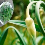 Когда и как правильно удалять стрелки у озимого чеснока: советы от опытных дачников 13 Когда и как правильно удалять стрелки у озимого чеснока: советы от опытных дачников