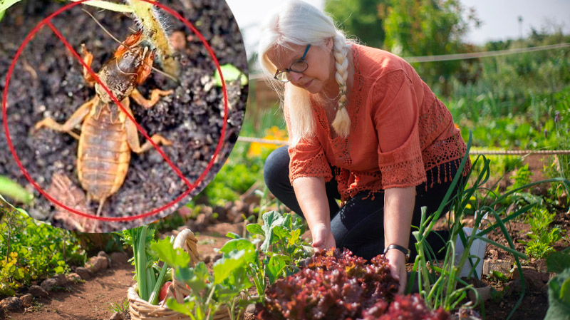 Как эффективно защитить огород от медведки: 5 проверенных методов борьбы