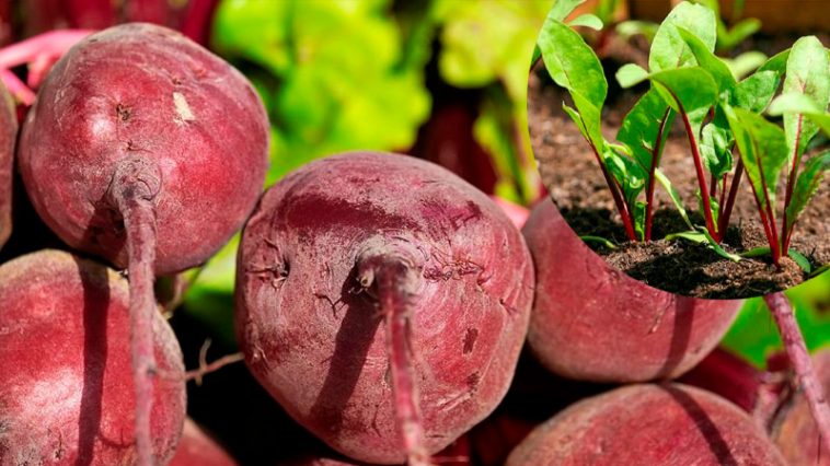 Секрет щедрого урожая свеклы - в прищипывании!