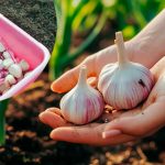 Как правильно обработать зубчики чеснока перед посадкой, чтобы избежать гниения