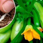 Когда сажать кабачки в 2025 году, чтобы получить ранний урожай