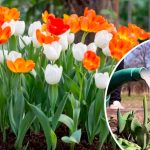 Весенняя подкормка тюльпанов: залог пышного цветения 13 Весенняя подкормка тюльпанов: залог пышного цветения