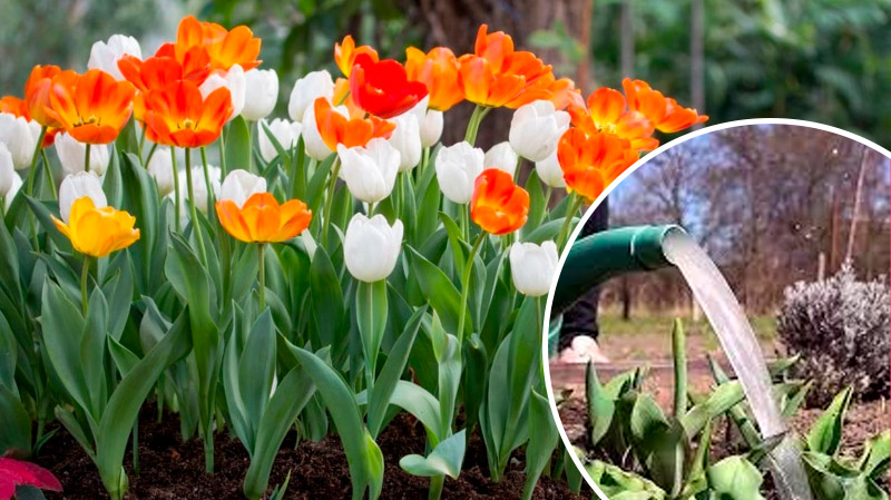 Весенняя подкормка тюльпанов: залог пышного цветения