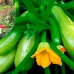 Как получить ранний урожай кабачков: главные советы огородникам