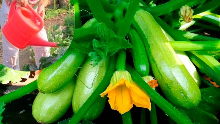 Как получить ранний урожай кабачков: главные советы огородникам