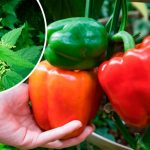 Удобрение из крапивы, от которого перцы растут как на дрожжах