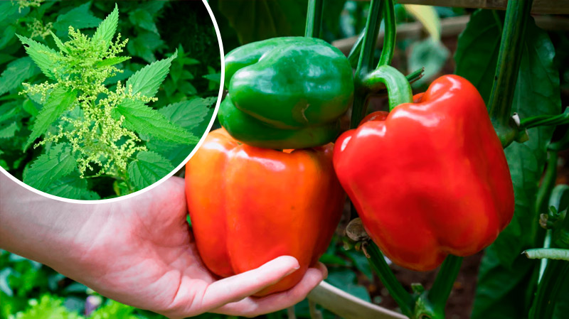 Удобрение из крапивы, от которого перцы растут как на дрожжах