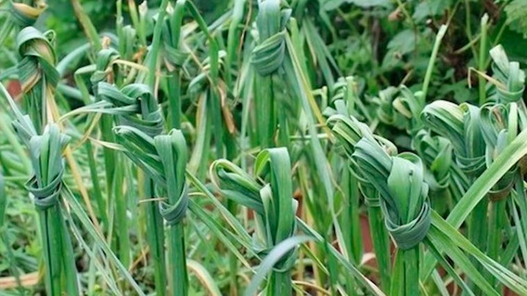 Зачем и когда завязывают ботву чеснока узлом — стоит знать каждому огороднику