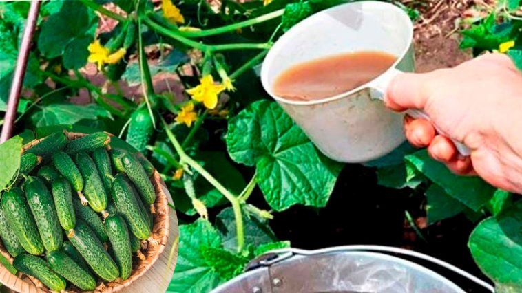 Почему на огурцах много пустоцвета и как этого избежать: советы дачникам