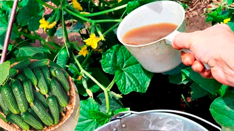 Почему на огурцах много пустоцвета и как этого избежать: советы дачникам