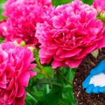 ΠΡΡΠ½ΠΎΠ΅ ΡΠ²Π΅ΡΠ΅Π½ΠΈΠ΅ ΠΏΠΈΠΎΠ½ΠΎΠ²: ΠΊΠ°ΠΊ ΡΡ
Π°ΠΆΠΈΠ²Π°ΡΡ ΠΈ ΡΠ΅ΠΌ ΠΏΠΎΠ΄ΠΊΠ°ΡΠΌΠ»ΠΈΠ²Π°ΡΡ. ΠΠ°ΡΠΎΠ΄Π½ΡΠ΅ ΡΡΠ΅Π΄ΡΡΠ²Π° ΠΈ ΡΠΎΠ²Π΅ΡΡ 12 ΠΡΡΠ½ΠΎΠ΅ ΡΠ²Π΅ΡΠ΅Π½ΠΈΠ΅ ΠΏΠΈΠΎΠ½ΠΎΠ²: ΠΊΠ°ΠΊ ΡΡ
Π°ΠΆΠΈΠ²Π°ΡΡ ΠΈ ΡΠ΅ΠΌ ΠΏΠΎΠ΄ΠΊΠ°ΡΠΌΠ»ΠΈΠ²Π°ΡΡ. ΠΠ°ΡΠΎΠ΄Π½ΡΠ΅ ΡΡΠ΅Π΄ΡΡΠ²Π° ΠΈ ΡΠΎΠ²Π΅ΡΡ