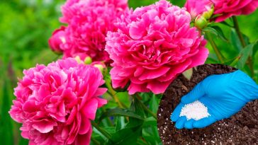 Пышное цветение пионов: как ухаживать и чем подкармливать. Народные средства и советы