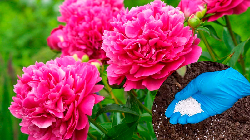 Пышное цветение пионов: как ухаживать и чем подкармливать. Народные средства и советы