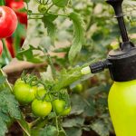 2 проверенные подкормки от фитофторы и для обильного урожая томатов 12 2 проверенные подкормки от фитофторы и для обильного урожая томатов