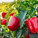 Как увеличить урожай перца без изменения привычного ухода