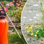 Простое средство от сорняков, которое действует всё лето: дёшево, безопасно и эффективно! 18 Простое средство от сорняков, которое действует всё лето: дёшево, безопасно и эффективно!