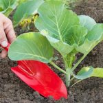 Что добавить в лунку при посадке капусты, чтобы вырастить крупные и упругие кочаны