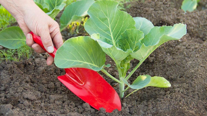 Что добавить в лунку при посадке капусты, чтобы вырастить крупные и упругие кочаны