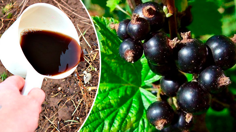 Хотите смородину размером с черешню? Один весенний полив — и урожай вас удивит!